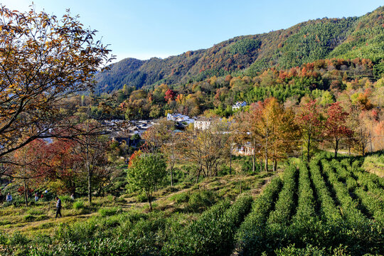 塔川秋色