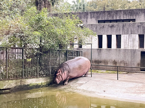 河马