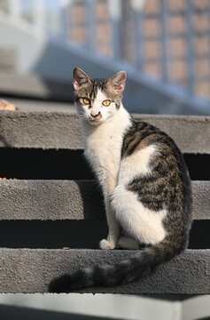 野生的流浪猫