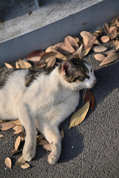 野生的流浪猫