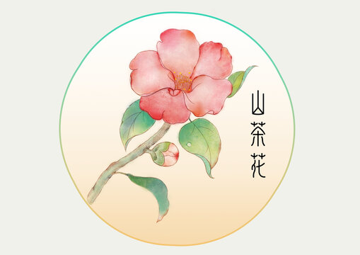 山茶花插画