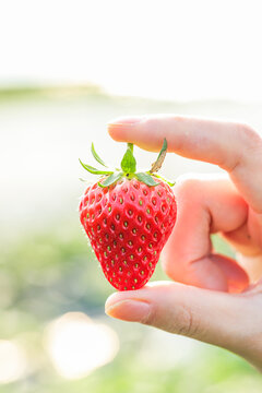 手里拿着一颗草莓