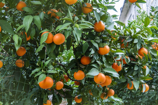 院子里的柑橘