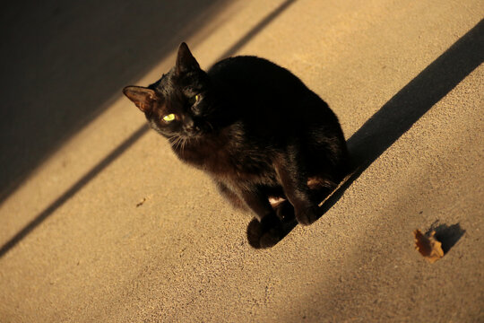阳光里的黑猫
