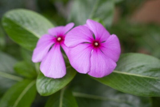 长春花