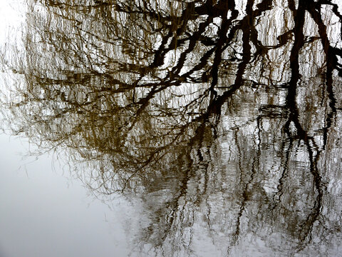 柳树倒映湖中