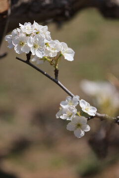 一支莱阳梨花