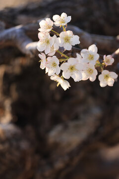 莱阳梨花盛开