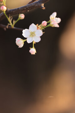 光影梨花