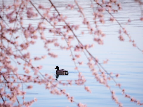 颐和园昆明湖的桃花