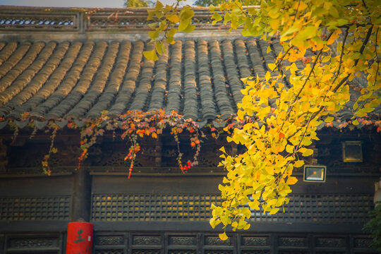 惠山寺银杏树