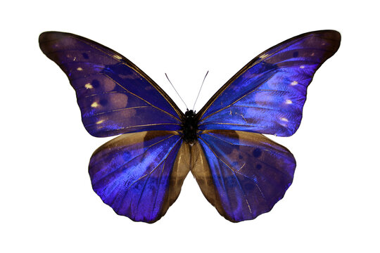 尖翅蓝闪蝶巴西亚种