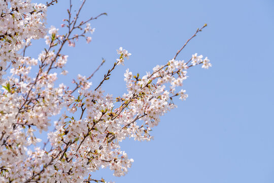 樱花特写