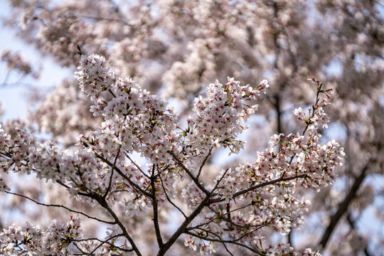 樱花特写