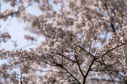 樱花特写