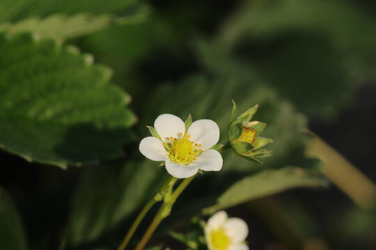 草莓花