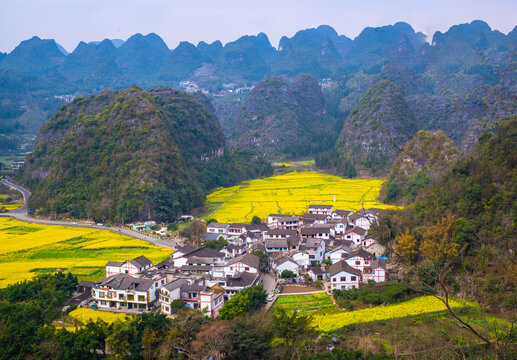 春季油菜花