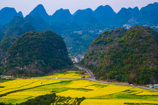 春季油菜花