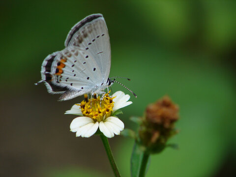 一只蓝灰蝶憩息在野花上面