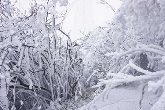 雪中情韵