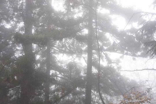 迷雾