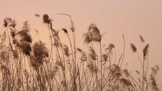 夕阳芦苇