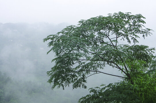 夜合树合欢树