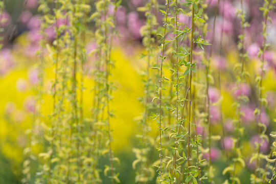 油菜花特写