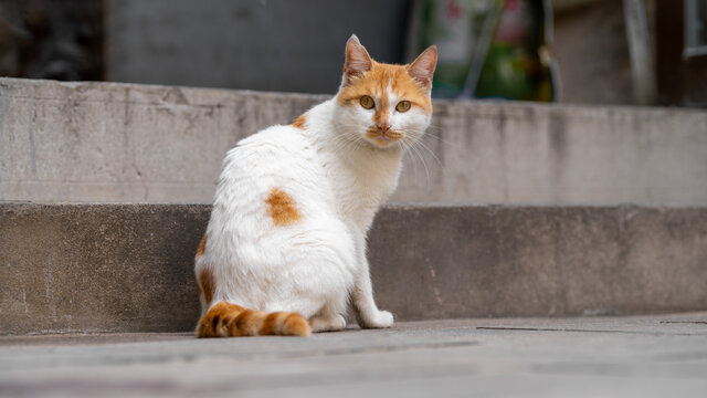 宠物猫特写