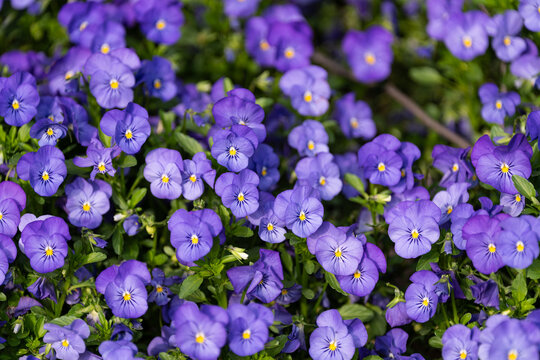 角堇开花特写