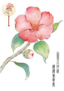 山茶花插畫