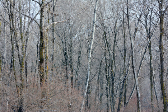 冬日树木