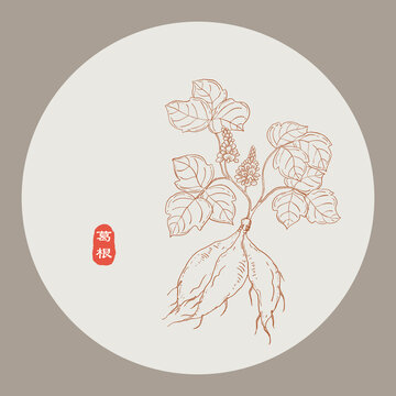葛根線稿