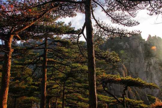 黄山松黄山景色