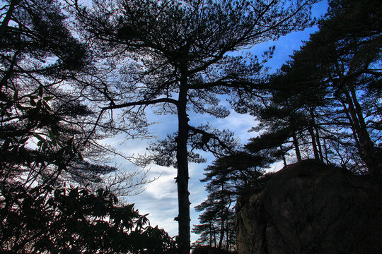 黄山松