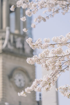 樱花与上海邮政博物馆