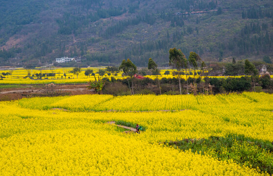 春季油菜花