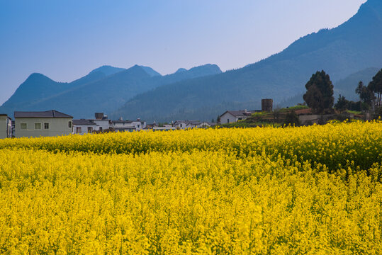 春季油菜花