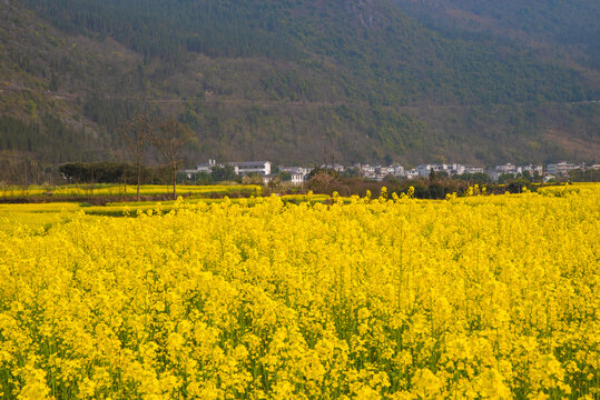 春季油菜花