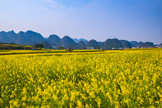 春季油菜花