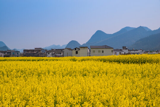 春季油菜花