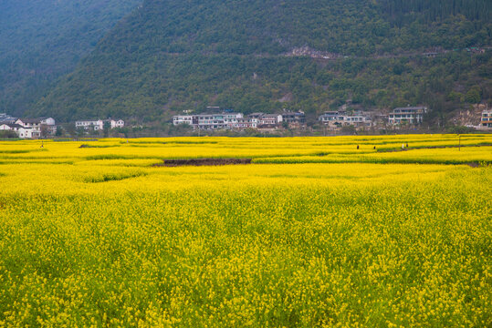 春季油菜花