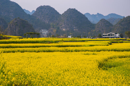 春季油菜花