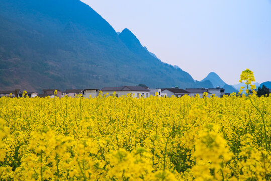 春季油菜花