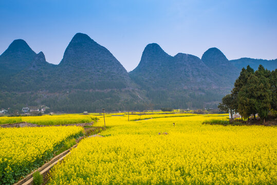 春季油菜花