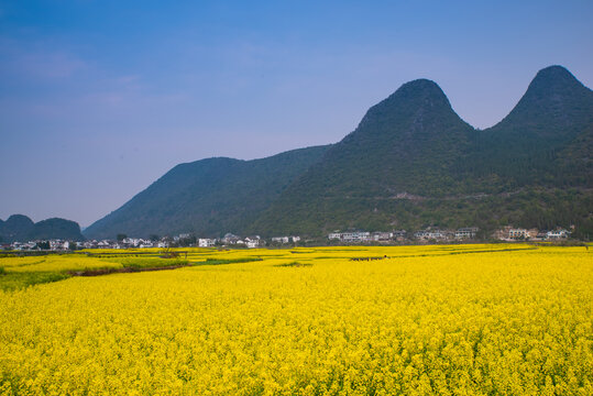 春季油菜花