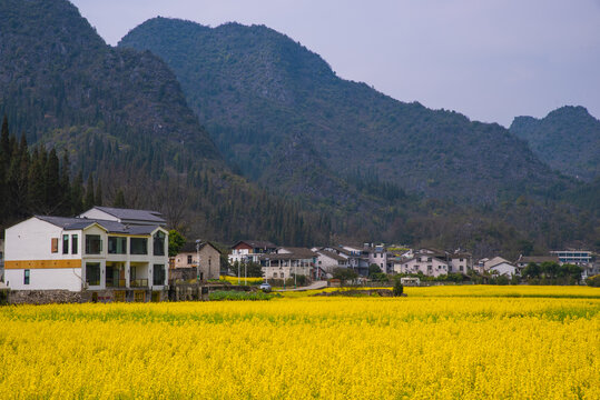 春季油菜花