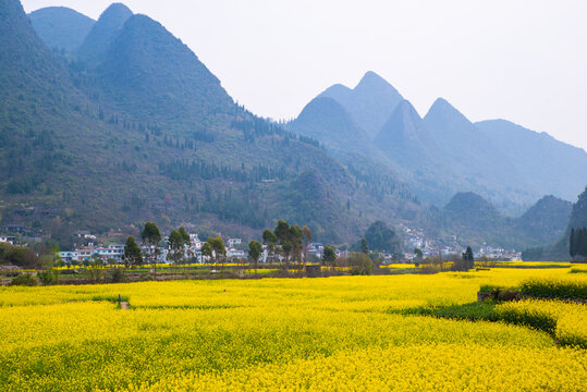 春季油菜花