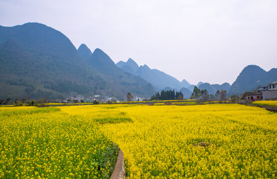 春季油菜花