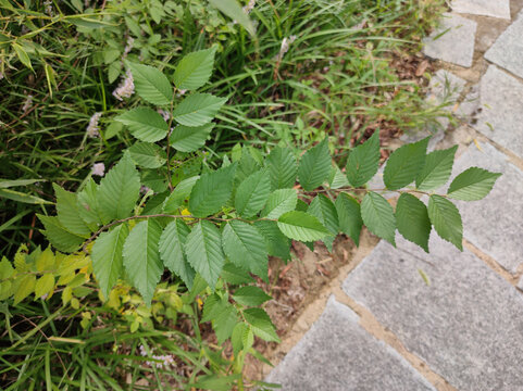 榆钱树叶